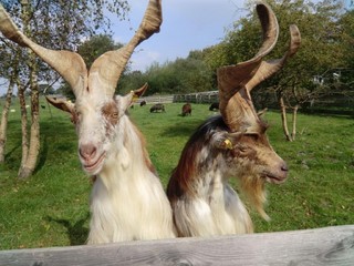 Catharina Arp – „Das geheime Wissen der Tiere“ mit der Stimme von Anne Moll: ein informativer Naturfilm, spannend wie ein Krimi!