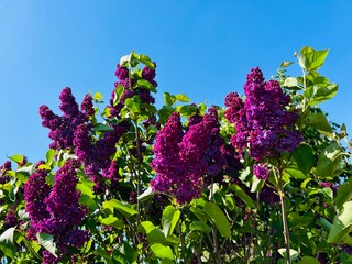 Catharina Arp – Das Chanson „La valse des Lilas“ von Michel Legrand: Frühlingsgefühle pur!